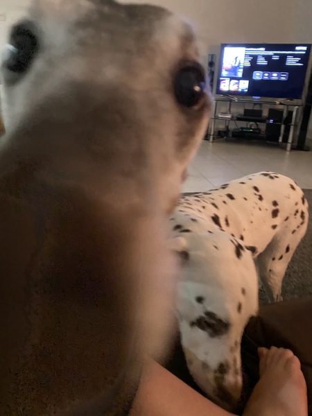 Ridiculous Hound Pics Thread