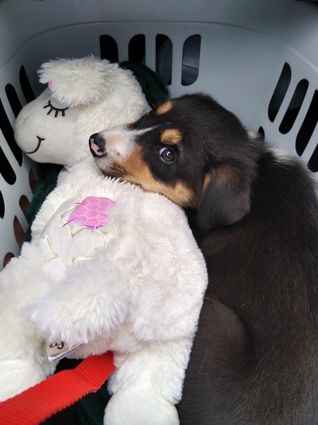 Puppy survival thread! July 2020