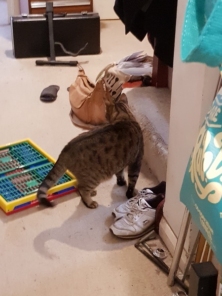 Thug Cat part 2. What, has this thing appeared again tonight?