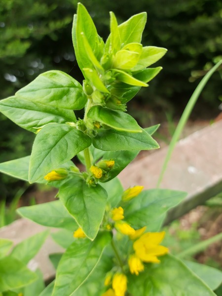 Identification?