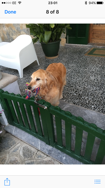Hot weather - cruelty to dogs