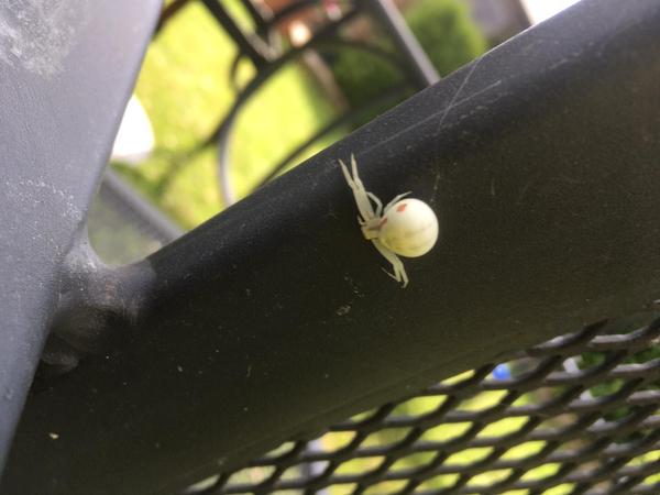 What spider is this?