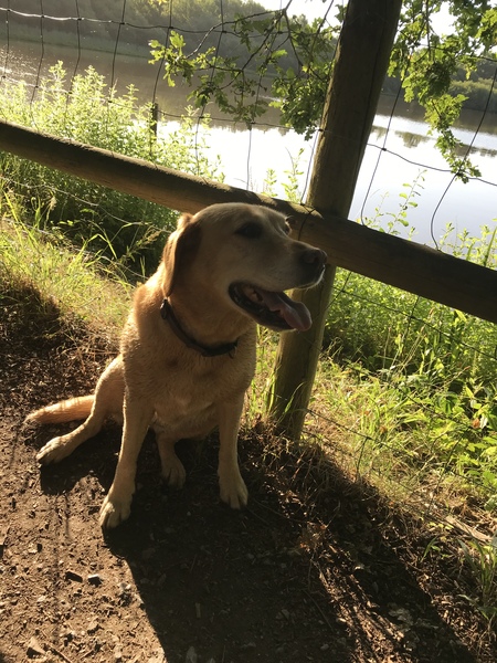 AIBU to get a rescue dog