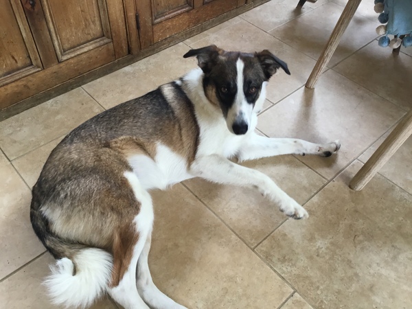 Romanian Rescue