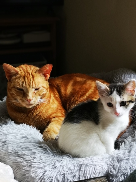 New kitten - old cat.  Picture included