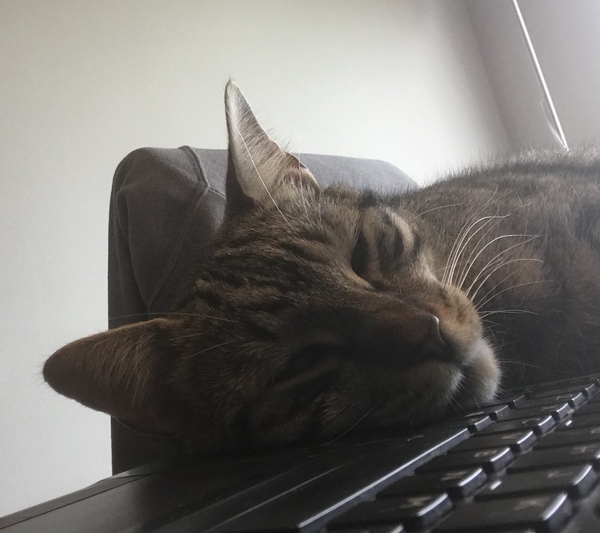 To think if you have been provided with a choice of the latest word in luxury beds, you shouldn't be trying to sleep on my keyboard?