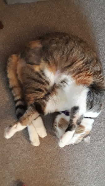 Would you get another cat?
