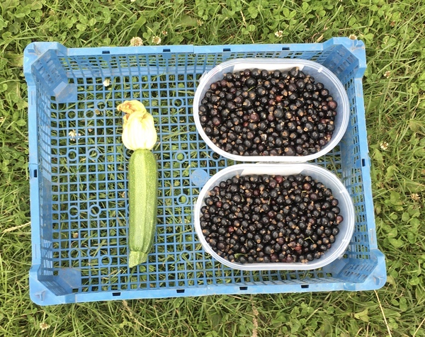 Allotment/Veg Patch Thread 15 - will winter ever end?