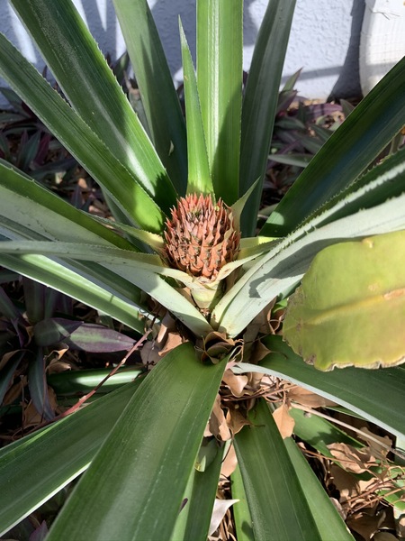 ... to think it's immoral to pay 65p for a massive pineapple