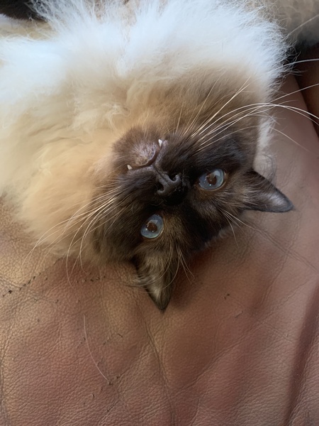 What's your DCat up to today? (Thread 8)