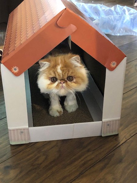 New cat, issues with claws?