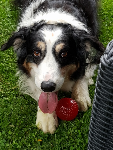 Thug Cat part 2. What, has this thing appeared again tonight?