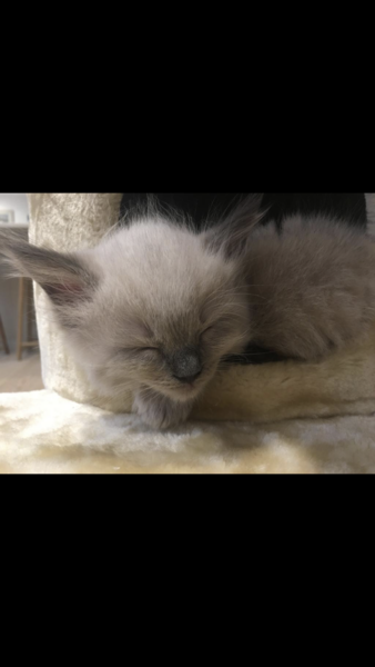 New Kitten! What do I need to know?
