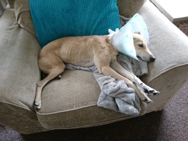 Ridiculous Hound Pics Thread