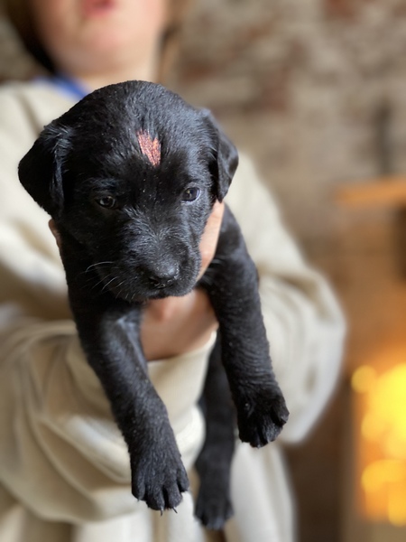 4 week old puppies separated from Mum play fighting really roughly