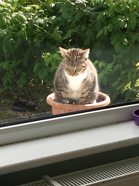 Captain V ruling the roost
