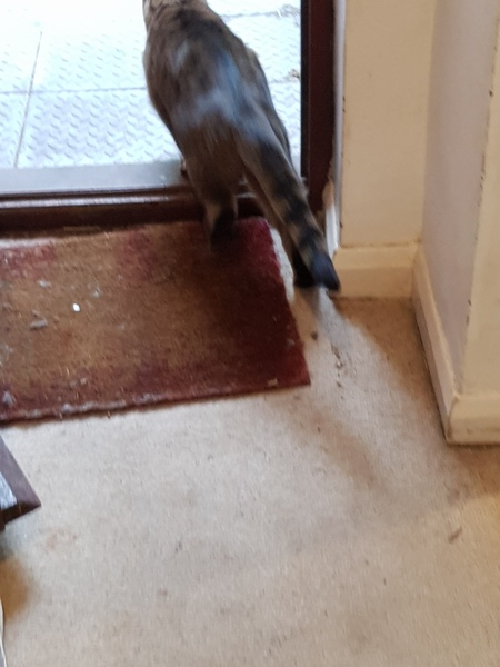 Thug Cat part 2. What, has this thing appeared again tonight?