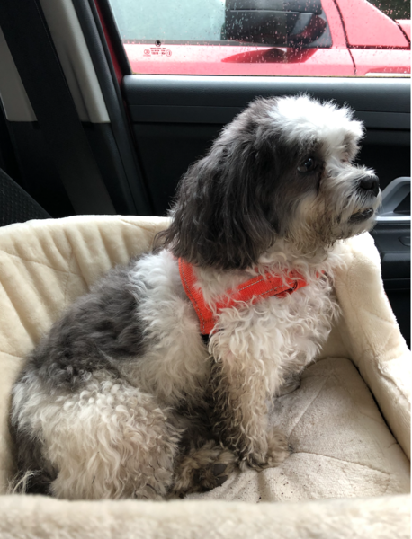 Transporting a dog by car