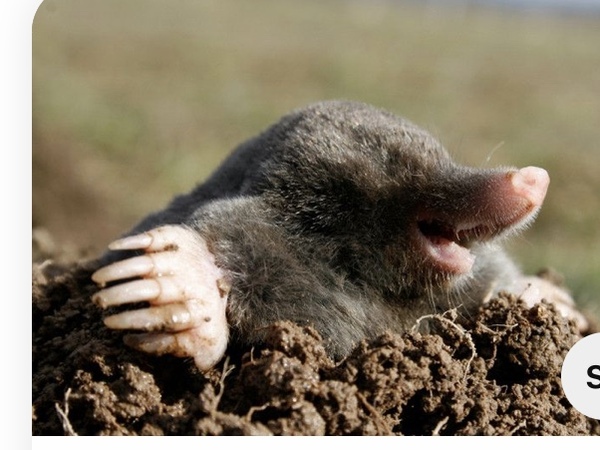 Do you have a mole under your left boob?