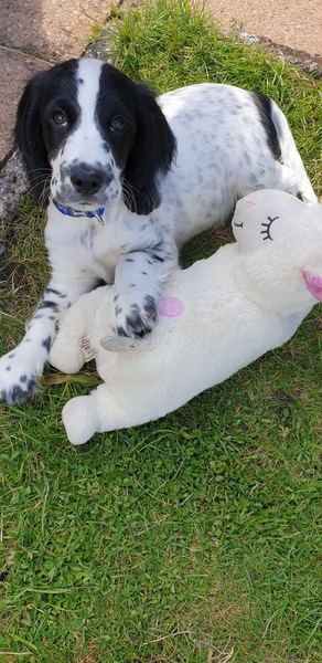 Puppy survival thread! July 2020