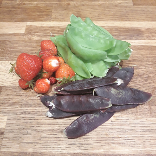Allotment/Veg Patch Thread 15 - will winter ever end?