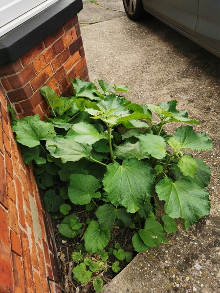 How do I permanently kill my hollyhocks?