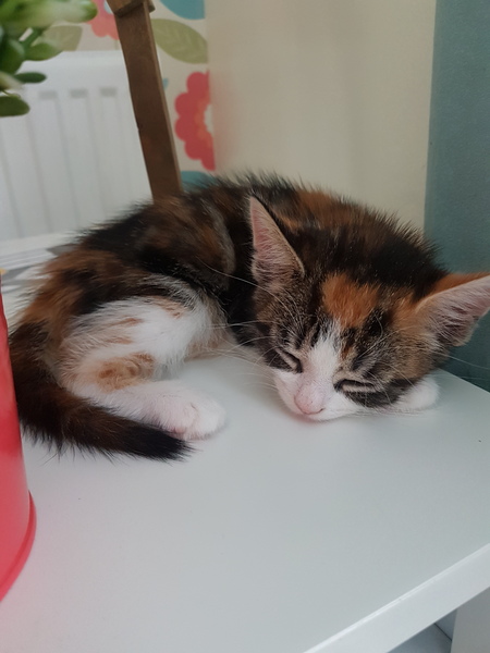Accidently impulse bought a kitten...🤷