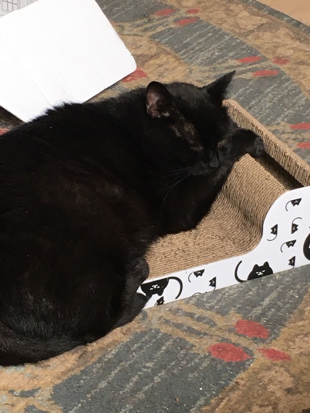 What's your DCat up to today? (Thread 8)
