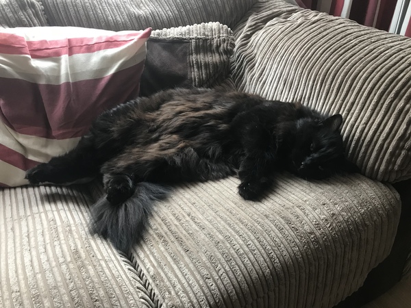 What's your DCat up to today? (Thread 8)