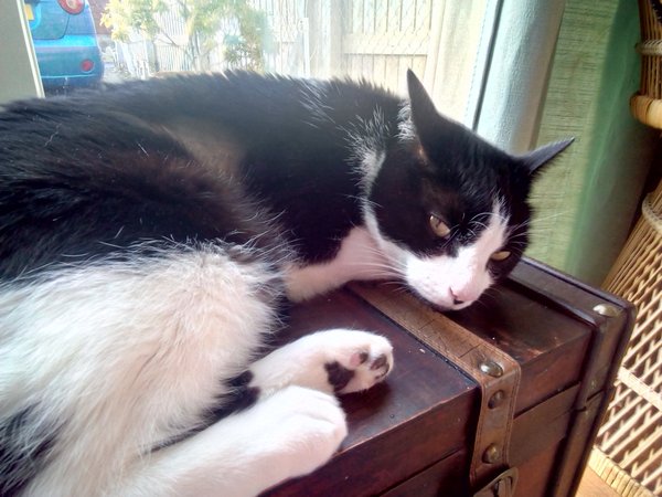 RIP Best cat in the world