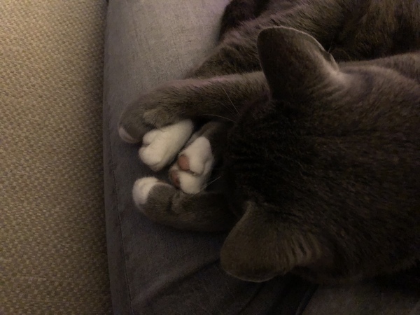 What's your DCat up to today? (Thread 8)