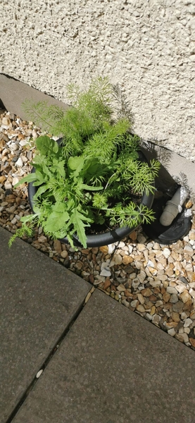 Plant I'd please