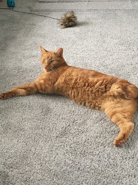 My new rescue.