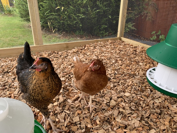 New to this chicken business!