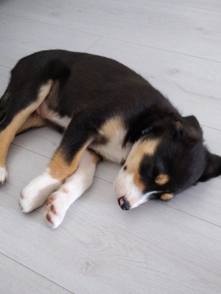 Puppy survival thread! July 2020