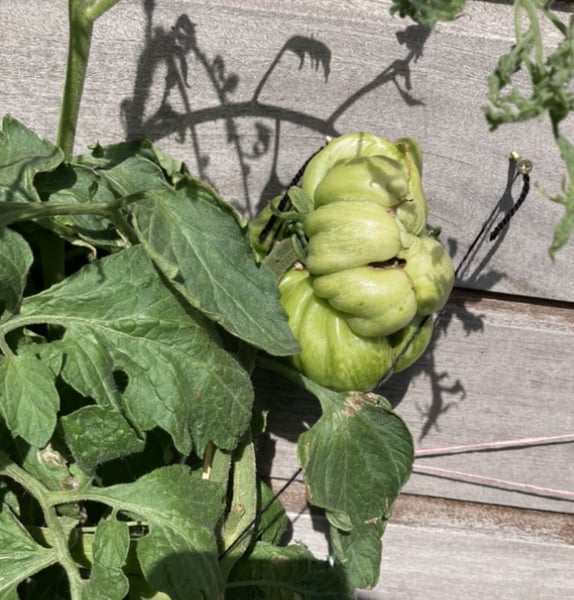 Tomatoes and Cucumbers 2020 - How are yours doing?
