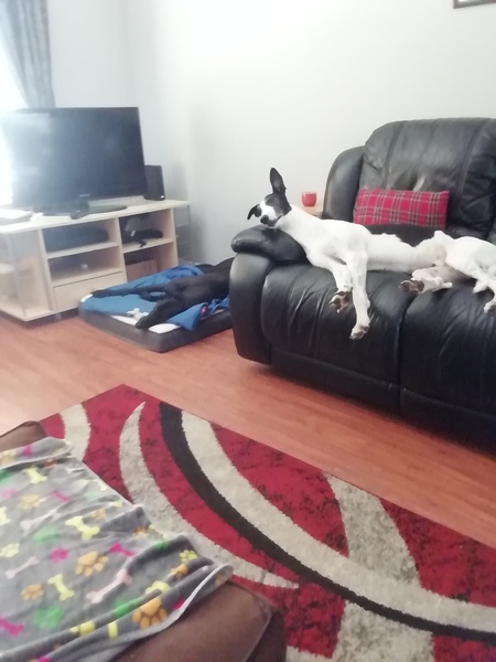 How much do you spend per month on your dog?