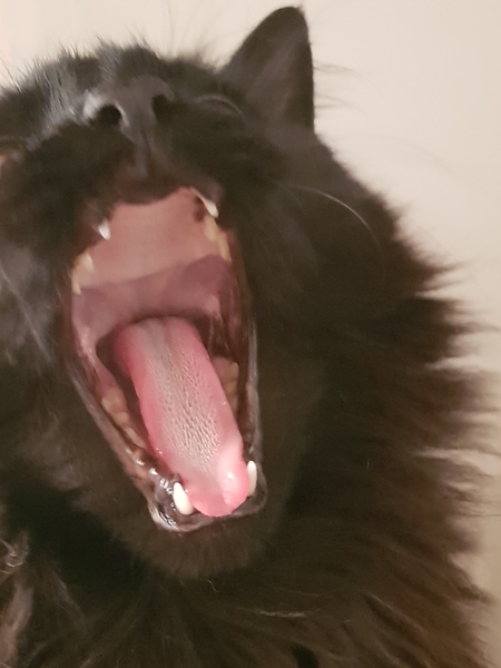 Thug Cat part 2. What, has this thing appeared again tonight?