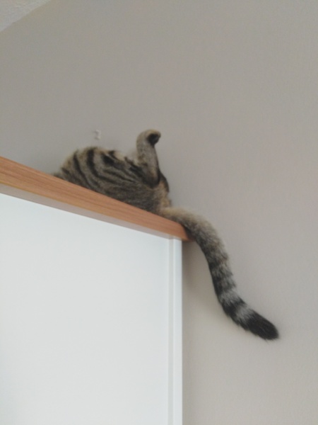 What's your DCat up to today? (Thread 8)