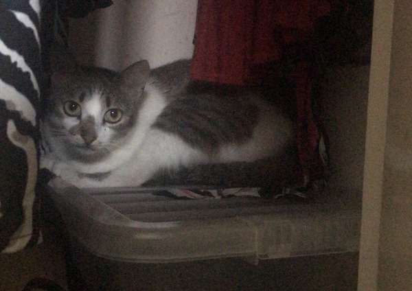 Rescue cat is terrified