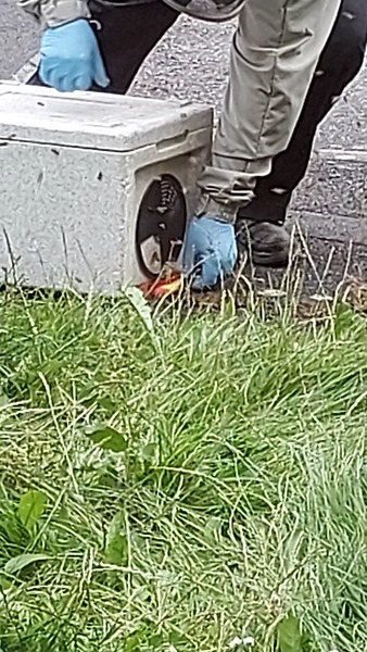 There's about 200 wasps outside my house going bonkers
