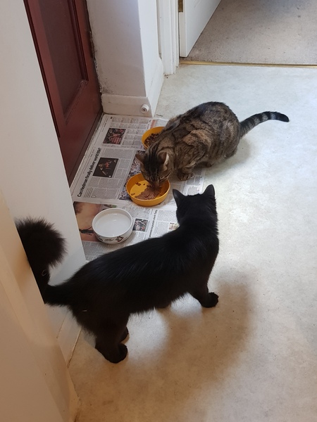 Thug Cat part 2. What, has this thing appeared again tonight?