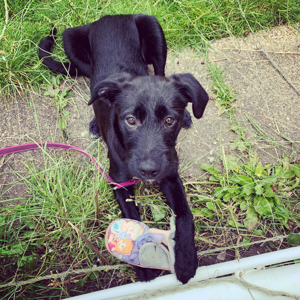 Puppy survival thread! July 2020