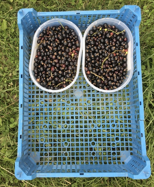 Allotment/Veg Patch Thread 15 - will winter ever end?