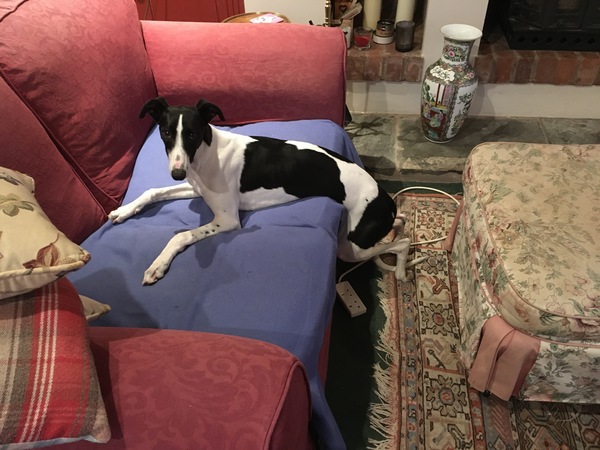 Ridiculous Hound Pics Thread