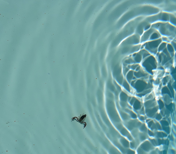 Westminstenders: Operation Shock and Awe