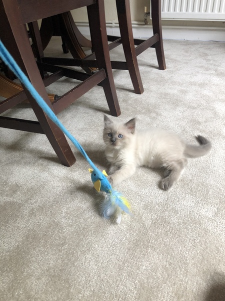 New Kitten! What do I need to know?
