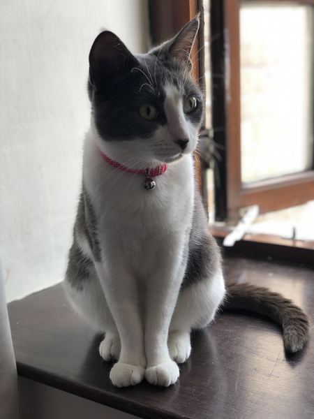 New cat, issues with claws?