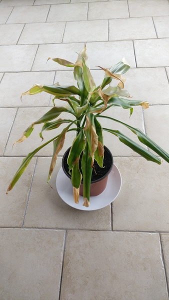 Help! How do I rescue this plant??