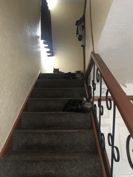 Captain V and Paws, rulers of the world